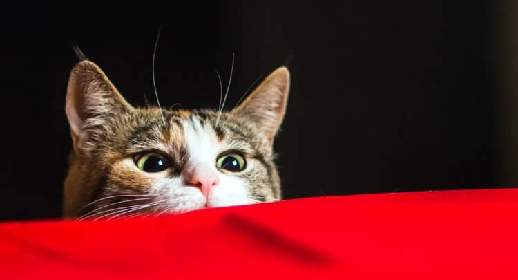 Ученые разработали тест для выявления кошек-психопатов. Как и где его пройти?