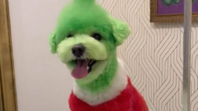 Фото - В честь Рождества грумер превратил собаку в Гринча