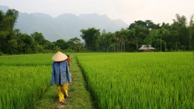 Фото - Вакцинированным туристам не нужно будет проходить карантин во Вьетнаме