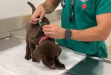 Фото - Ветеринар делает пациентам прививки, отвлекая их лакомствами