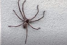 Фото - Во время пресс-конференции министр заметила у себя на ноге паука