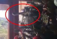 Фото - Змеелов снял ядовитое пресмыкающееся с рождественской ёлки