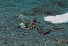 Фото - Аквалангист переселил маленького осьминога из пластикового стаканчика