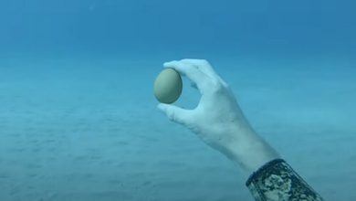 Фото - Дайвер выяснил, что будет, если разбить яйцо под водой