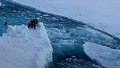 Фото - Движущаяся льдина вызвала панику у пингвинов