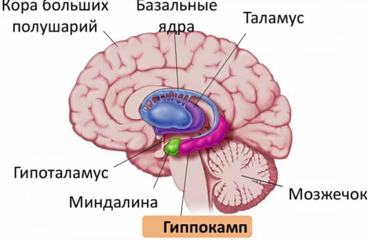 Клетки головного мозга свиньи помогли вылечить эпилепсию