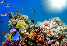 Фото - Коралловые рифы могут полностью исчезнуть в 2100 году