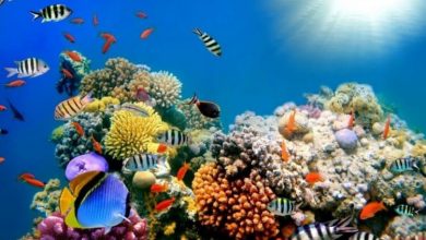 Фото - Коралловые рифы могут полностью исчезнуть в 2100 году
