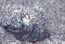 Фото - Крошечный кальмар спрятался от дайвера, зарывшись в песок