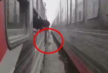 Фото - Лошадь пробежалась между двумя поездами, но осталась невредима