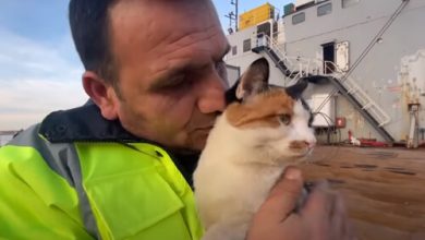 Фото - Моряки приняли в свою команду бездомного котёнка, родившегося на корабле