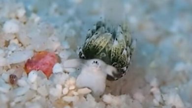 Фото - Морской слизень с маленьким «личиком» удивил дайвера