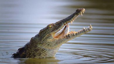 Фото - Мужчина, искавший червей для рыбалки, подрался с тремя крокодилами и убил одного из них