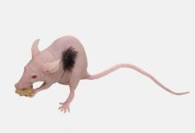 Фото - На коже лабораторной мыши вырастили человеческие волосы