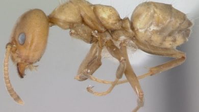 Фото - Найдены муравьи, которые «лечат» поврежденные деревья
