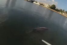 Фото - Полицейский использовал шест и нож, чтобы спасти дельфина из рыболовной сети