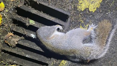 Фото - Пожарные помогли спасателям животных вытащить застрявшую в решётке белку