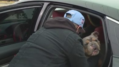 Фото - Пропавшая собака вернулась домой спустя пять лет