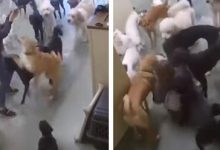 Фото - Разволновавшиеся собаки повалили дрессировщицу на пол