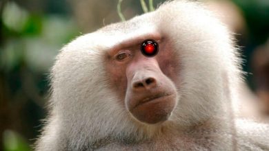Фото - Российские ученые вернули обезьяне зрение при помощи нейроимпланта ELVIS