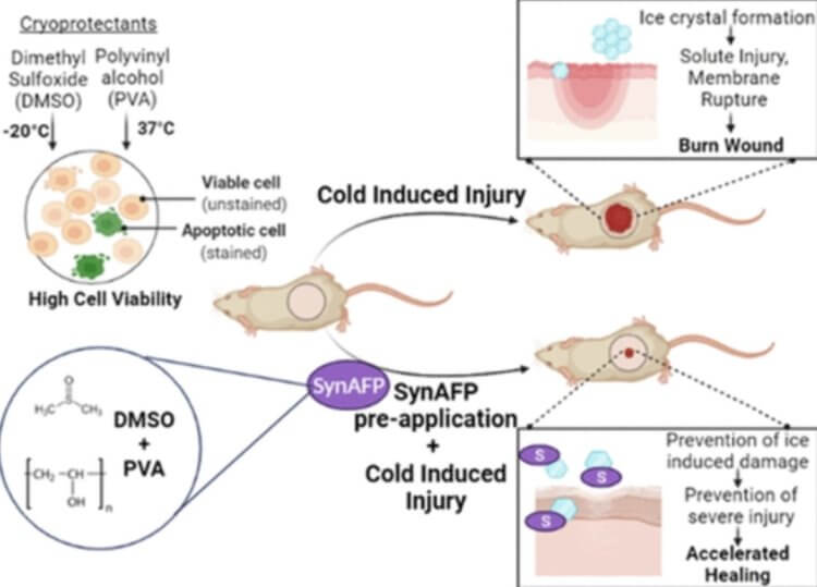 Ученые создали крем против обморожения, который предотвращает гибель клеток
