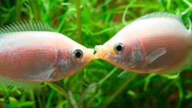 Фото - Ученые выяснили, что рыбы умеют разговаривать звуками о еде и сексе