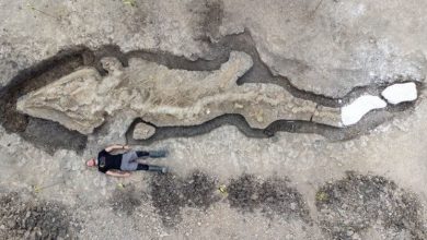 Фото - В Англии найден полный скелет «морского дракона» 10-метровой длины