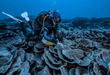 Фото - В глубинах океана найдены коралловые рифы, которые могут пережить климатическую катастрофу
