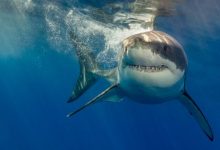 Фото - В полнолуние акулы становятся агрессивными и чаще нападают на людей