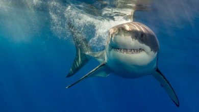 Фото - В полнолуние акулы становятся агрессивными и чаще нападают на людей