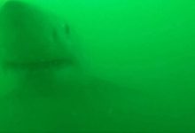 Фото - Акула захотела перекусить видеокамерой и утащить лодку любителя природы