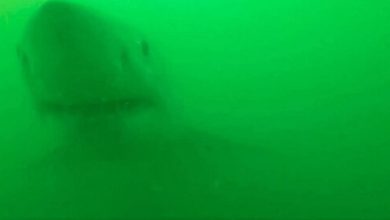 Фото - Акула захотела перекусить видеокамерой и утащить лодку любителя природы