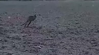 Фото - Автомобилист из Дании снял на видео кенгуру, прыгающего по полю
