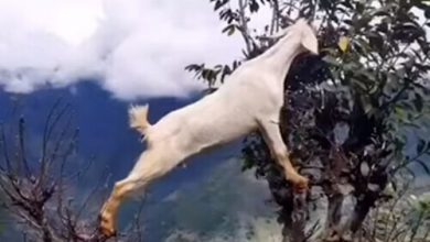 Фото - Чтобы добраться до вкусных листьев, коза научилась лазать по деревьям
