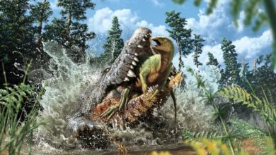 Фото - Древние крокодилы могли проглотить целого динозавра