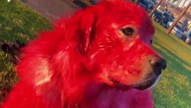Фото - Хозяйка объяснила, почему покрасила своего пса в красный цвет