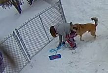 Фото - Игривый пёс так обрадовался снегу, что повалил хозяйку на землю