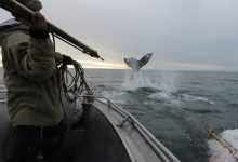 Фото - Как чукчи охотятся на китов — смертельно опасный промысел на краю Земли