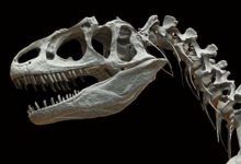 Фото - Как динозавры стали причиной появления легенд о драконах?