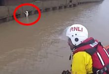 Фото - Кот упал в реку, но был благополучно спасён из холодной воды