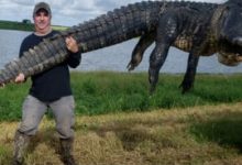 Фото - Крупный аллигатор, убивавший домашний скот, был застрелен охотником