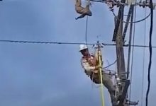 Фото - Ленивца, расположившегося на отдых на электропроводах, сняли рабочие
