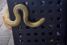 Фото - Любитель змей спас коврового питона из мусорного бака