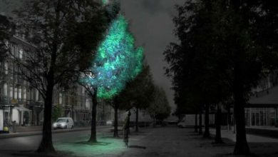 Фото - Освещение улиц при помощи светящихся деревьев — реально ли это?
