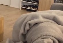 Фото - Пёс, которого позвали гулять, устроил комичное шоу под одеялом