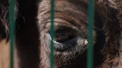 Фото - Почему строительство стены на границе Польши экологи называют катастрофой