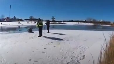 Фото - Попытавшись спасти своих собак из замёрзшего озера, хозяйка и сама провалилась в воду