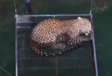 Фото - С помощью клетки-ловушки леопарда вытащили из колодца