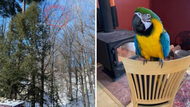 Фото - Сотрудники энергетической компании спасли попугая с дерева