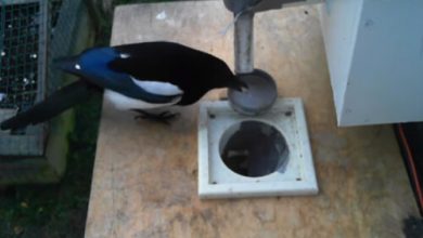 Фото - Умная кормушка выдаёт птицам еду в обмен на собранный мусор
